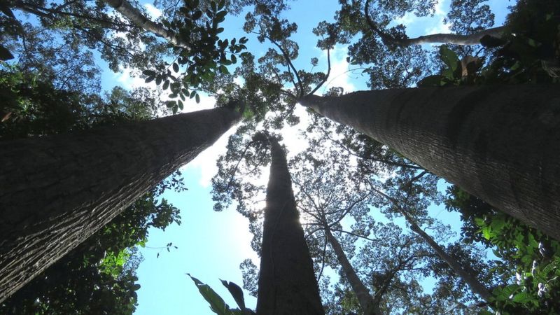 یک سوم درختان وحشی جهان در خطر انقراض